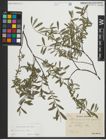 Foto von Salix repens subsp. repens L.